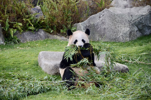 アドベンチャーワールド